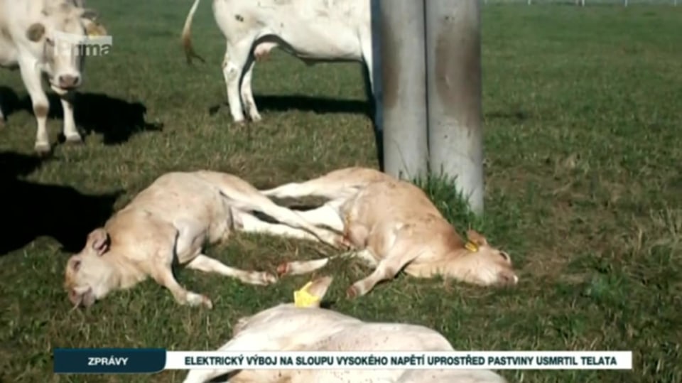 22. 8. 2017 ZPRÁVY: Elektrický výboj na sloupu vysokého napětí uprostřed pastviny usmrtil telata